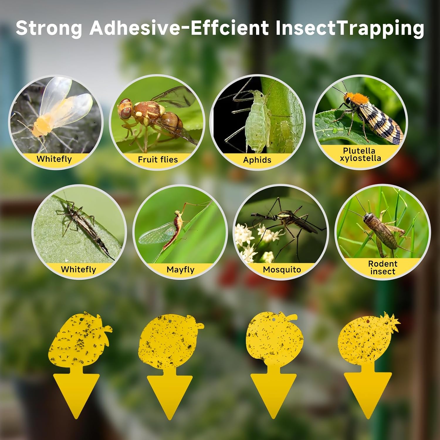 Detalle 1 de Kikalife KFFT-0040 Yellow Sticky Traps for Fruit Flies and Fungus Gnats, 40-Pack