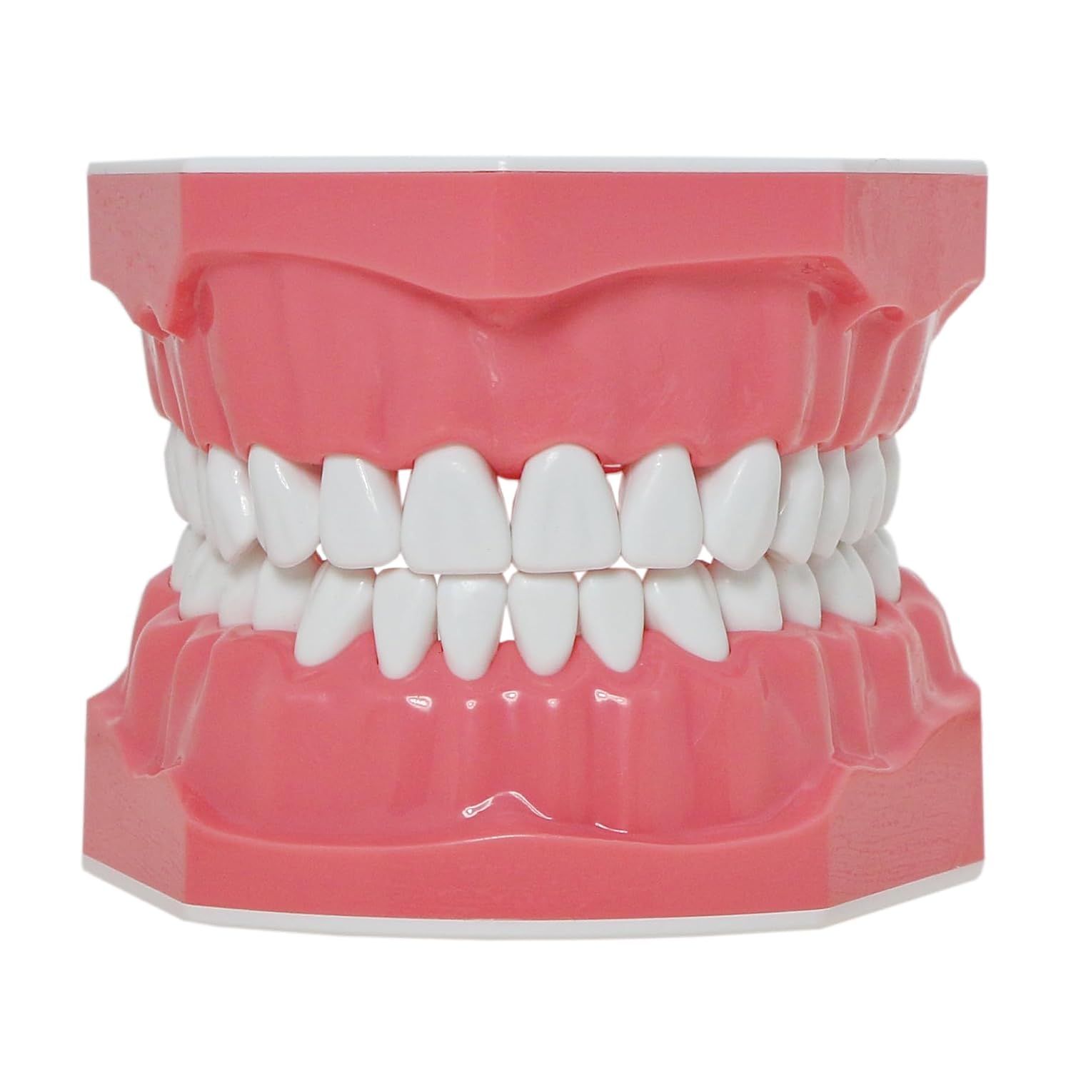 Detalle de DENTALMALL Modèle dentaire standard pour brossage du fil dentaire, typodont et démonstration anatomique