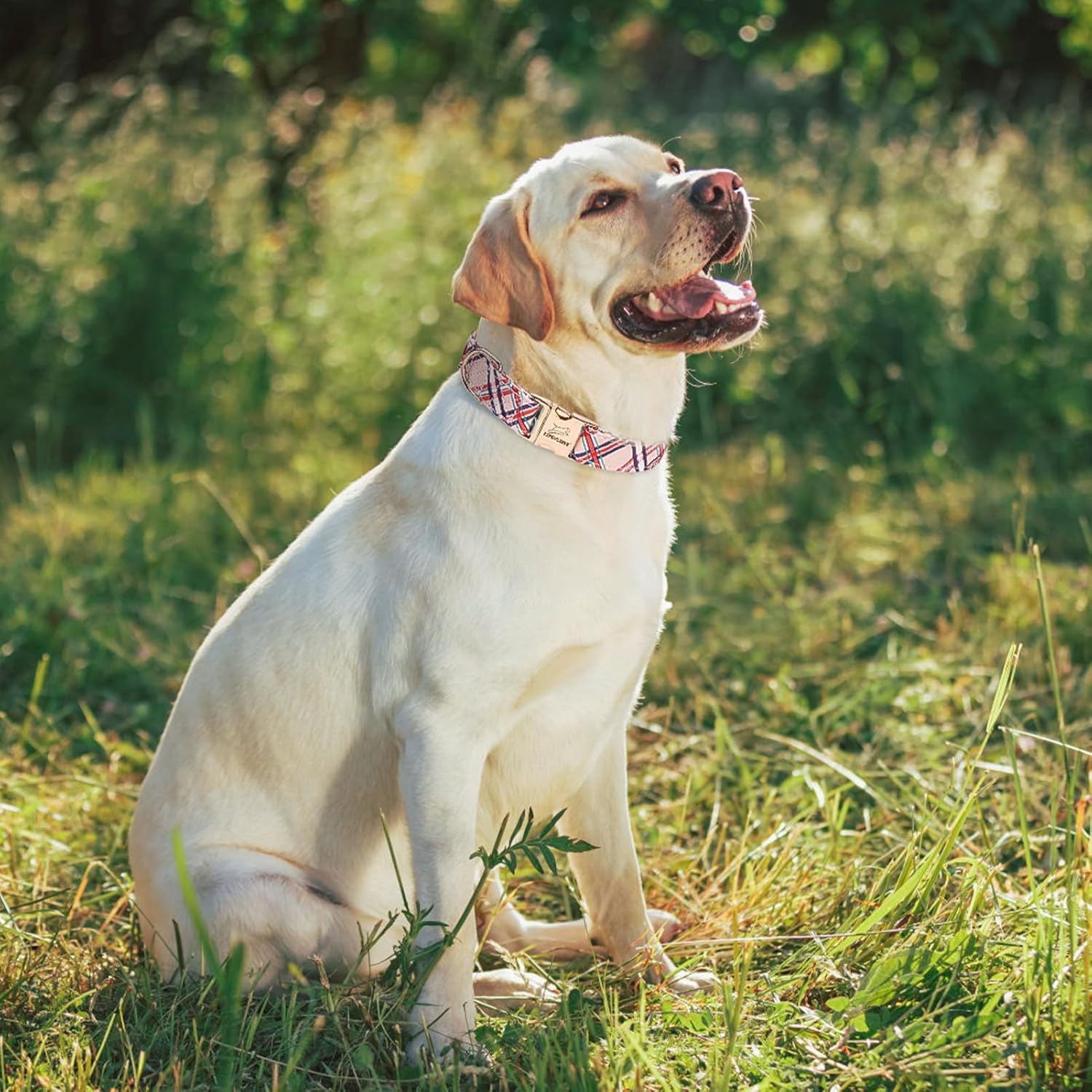 Thumbnail 5 de EXPAWLORER Cute Dog Collar (Plaid M) with Removable Bow Tie and Quick Release Metal Buckle