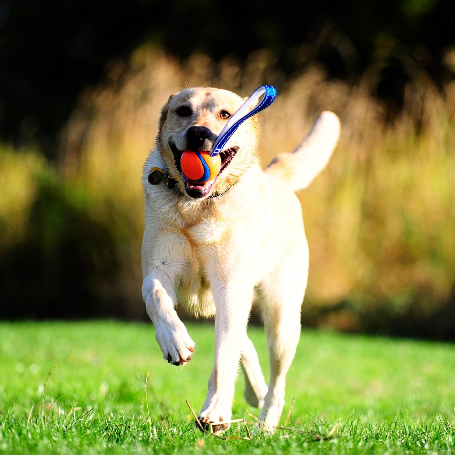 Thumbnail 1 de Chuckit Ultra Tug 6 cm Jouet chien