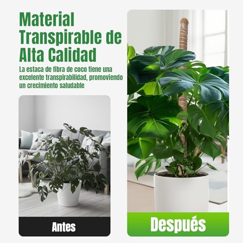 Thumbnail 3 de McBazel Tutor Monstera 120 cm con Alma de Aluminio y 4 cm de diámetro