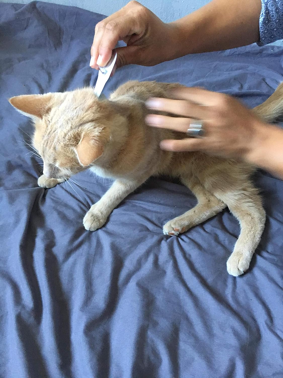 Detalle 1 de Vetocanis Action Duo pipette anti-puces anti-tiques pour chat (1 à 6 kg), boîte de 2 pipettes