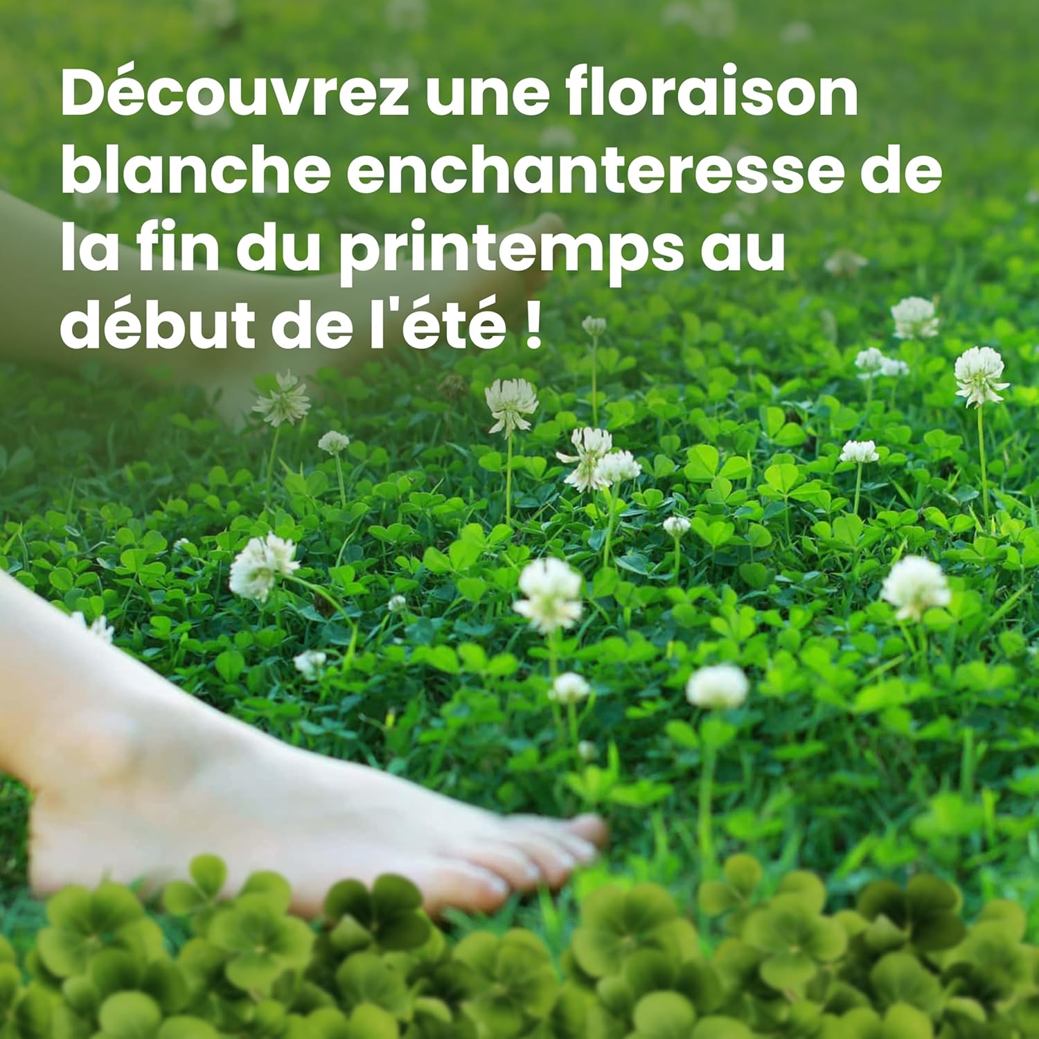 Thumbnail 6 de LERAVA Trèfle blanc (50 m²) – Fixateur d’azote naturel pour pelouses et jardins