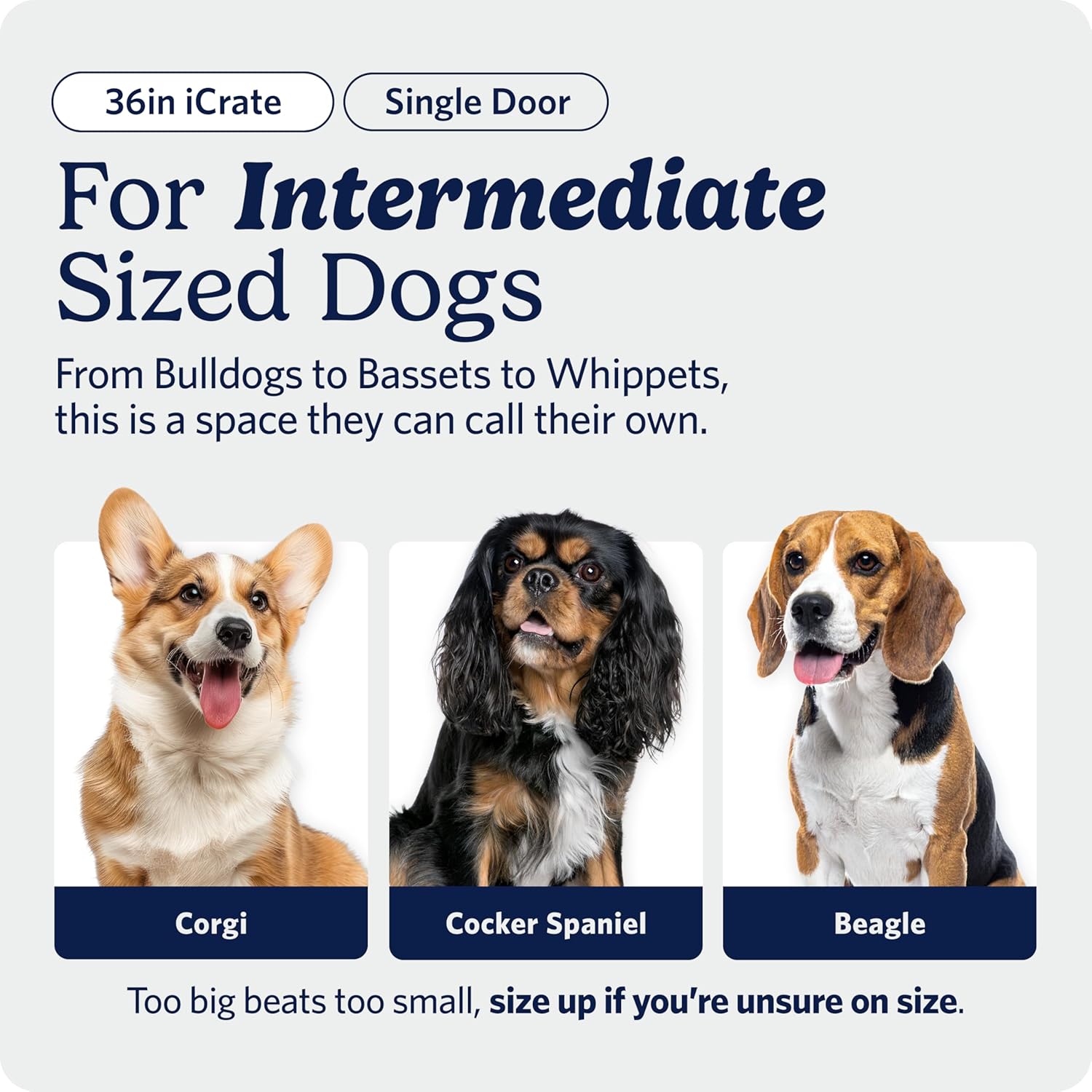 Detalle de MidWest iCrate 36-Inch for Medium-Large Breeds (41-70 lbs): A Practical, Divider-Equipped Training Crate