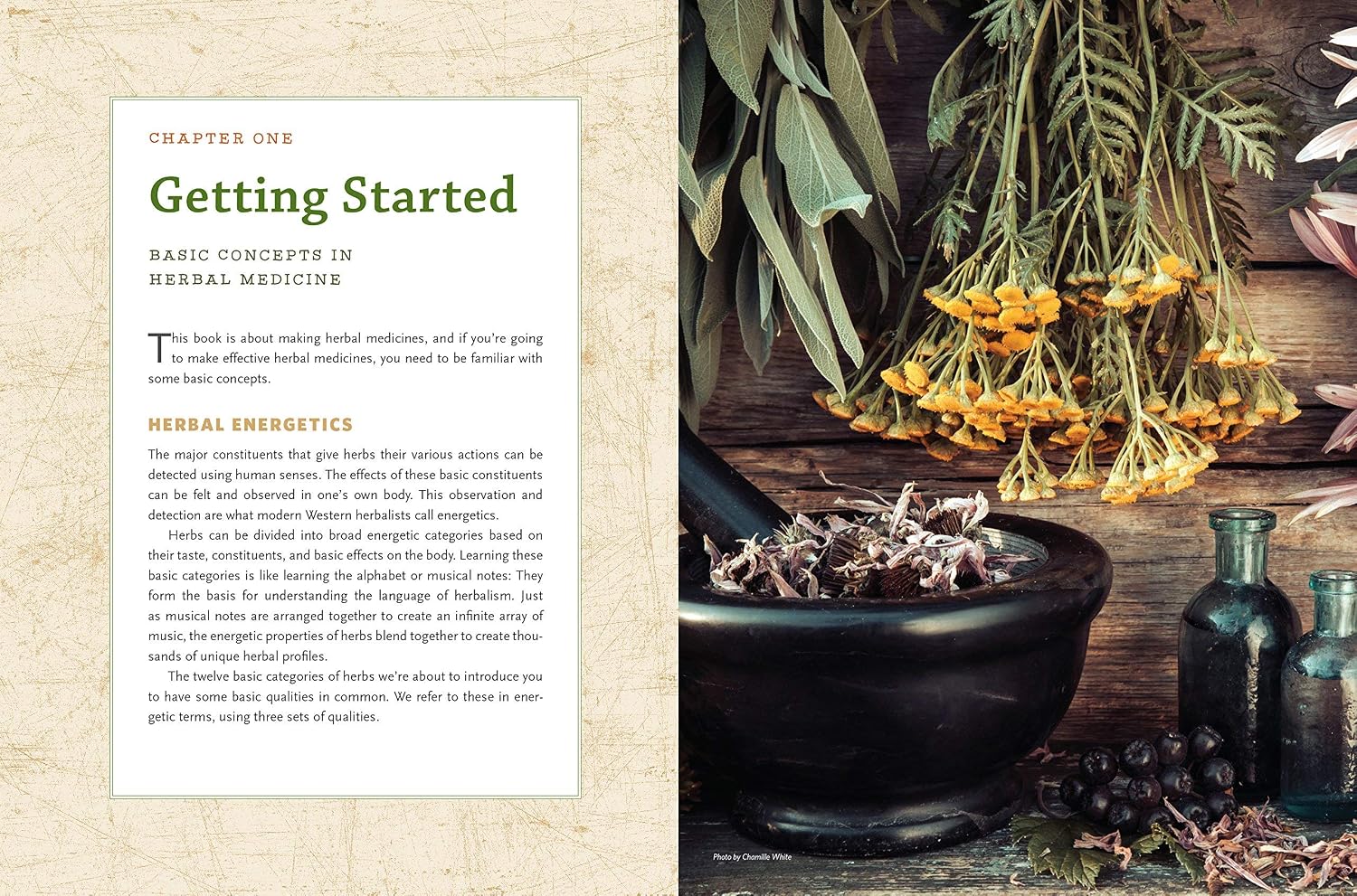 Detalle 2 de The Modern Herbal Dispensatory: A Medicine-Making Guide – geïllustreerd boek, 376 pagina’s