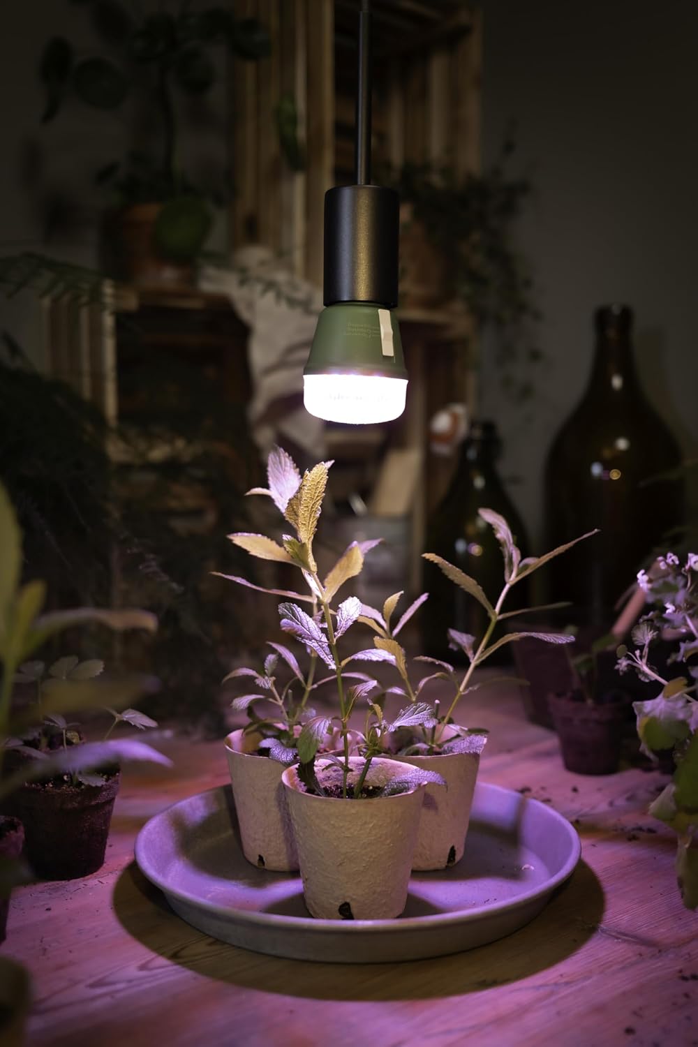 Thumbnail 4 de OSRAM 4058075845787 LED-kweeklamp T 60, 10 W, E27, voor drie groeifasen