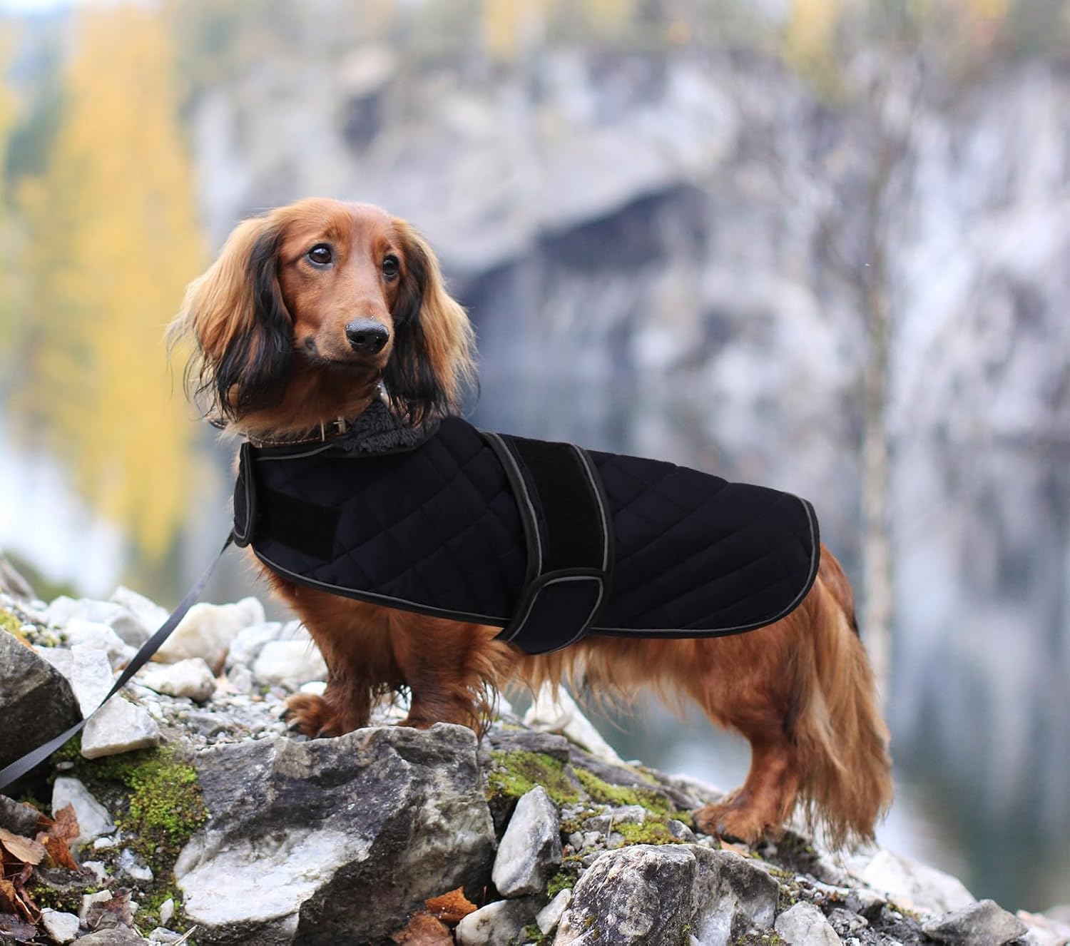 Thumbnail 5 de Morezi Dachshund Winter Coat with Fleece Lining (Dark Blue) – Padded, Windproof & Water-Resistant – Size S