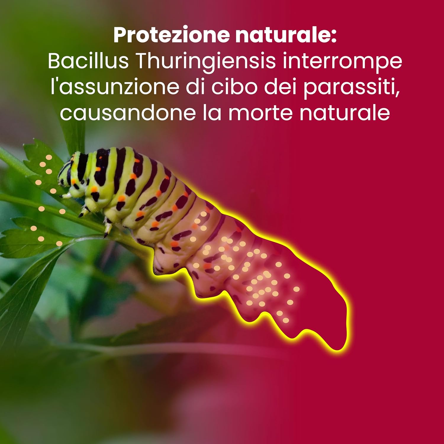 Thumbnail 1 de LERAVA Bacillus Thuringiensis Kurstaki (100 g): insetticida biologico per piante, protezione da bruchi e cavolaia