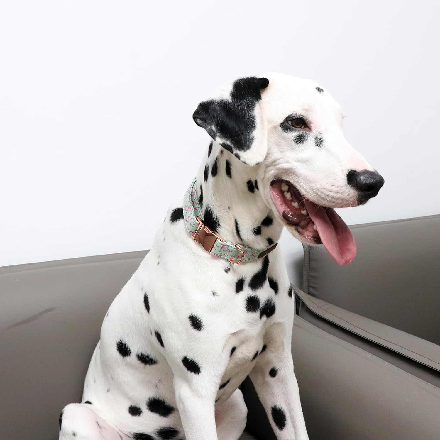 Thumbnail 3 de Unique Style Paws Hundehalsband aus Baumwolle – verstellbar mit D-Ring (für kleine bis große Hunde)