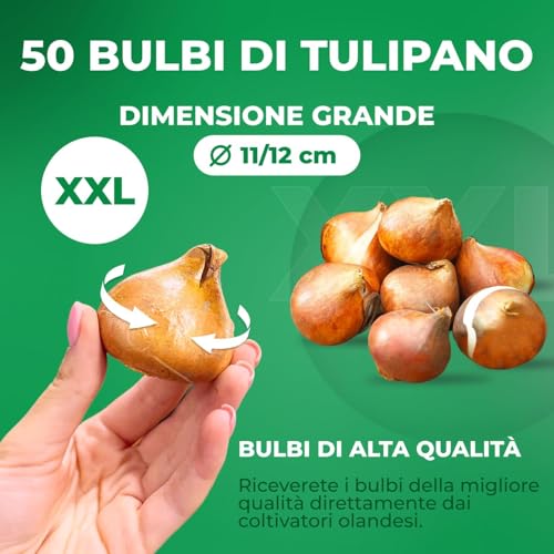 Detalle 1 de DUTCH BULBS EXCLUSIVE PLANTS FROM HOLLAND bulbi di tulipano, confezione da 50