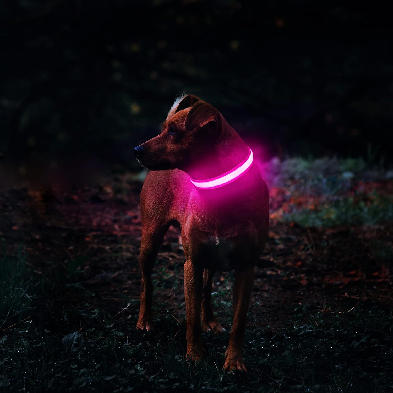 Detalle de MASBRILL Collier Lumineux pour Chien Rechargeable – LED Waterproof, 3 Modes, Taille M