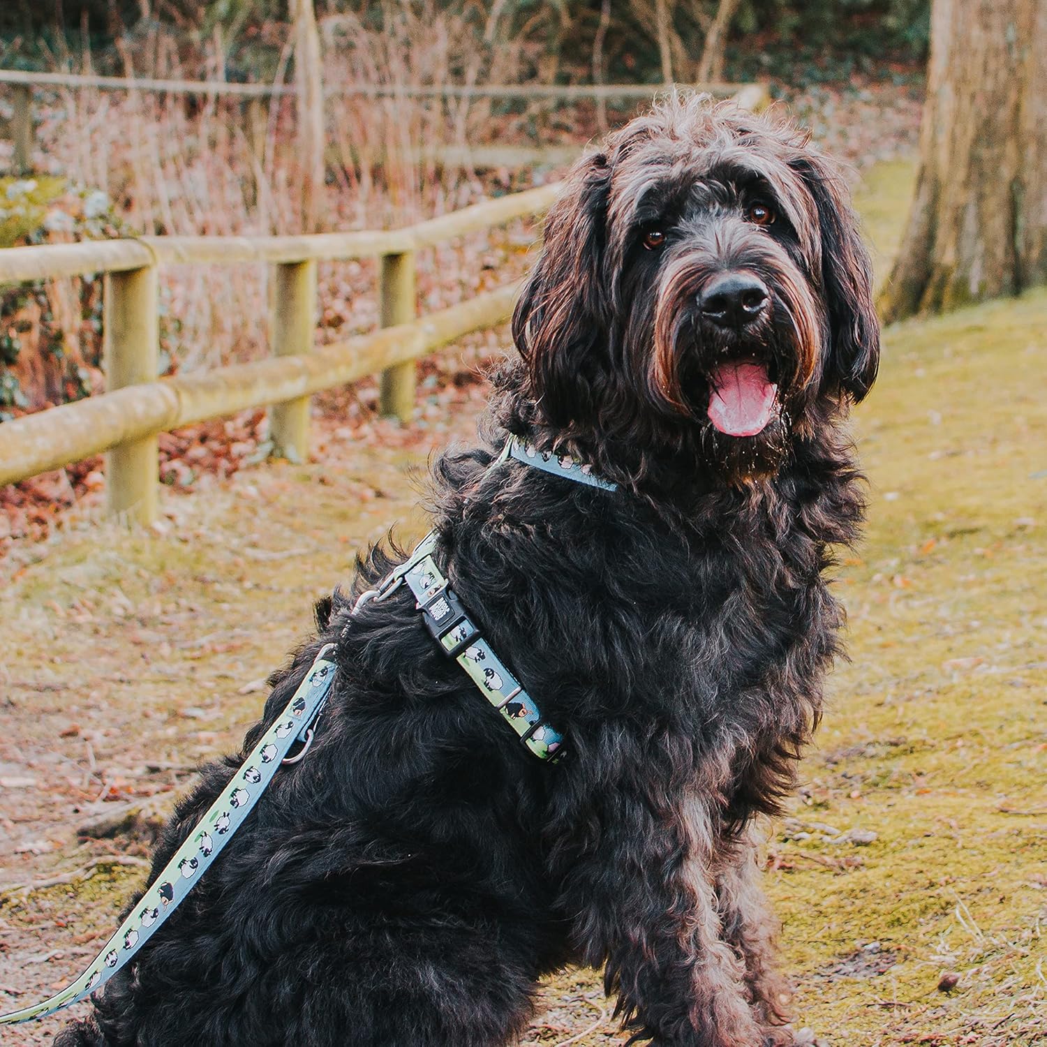 Thumbnail 4 de Max & Molly H-Geschirr „Black Sheep“ (M)