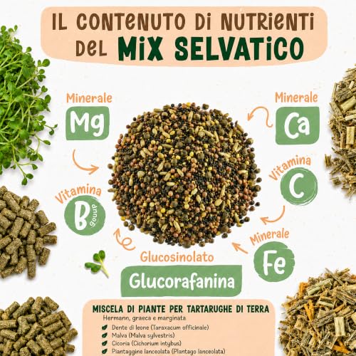 Detalle de AF® Mix Semi per Tartarughe di Terra – Formulazione Lenta 40g | Tarassaco, Malva, Piantaggine | Erbe Selvatiche per Testudo Hermanni e Graeca
