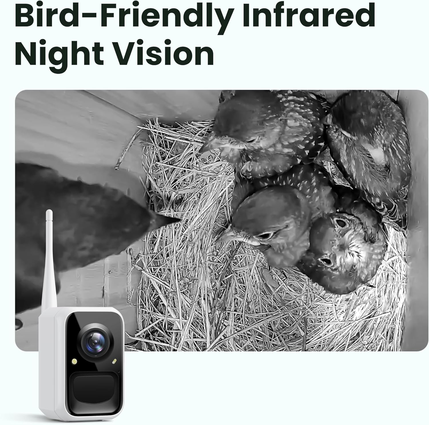 Detalle de Birdfy Smart Bird House with Camera – Solar Powered, 1080HD Live Video