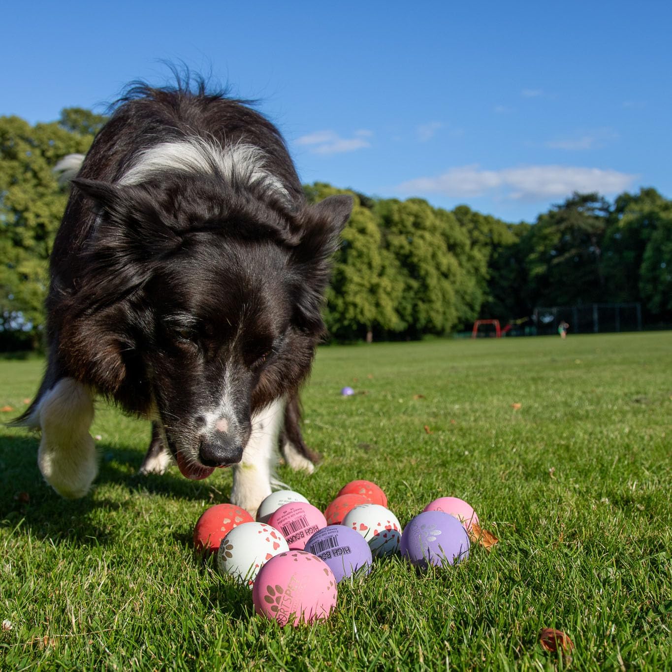 Thumbnail 2 de SPORTSPET High Bounce I Love My... Natural Rubber Dog Ball Toy (12 Pack, 60mm)