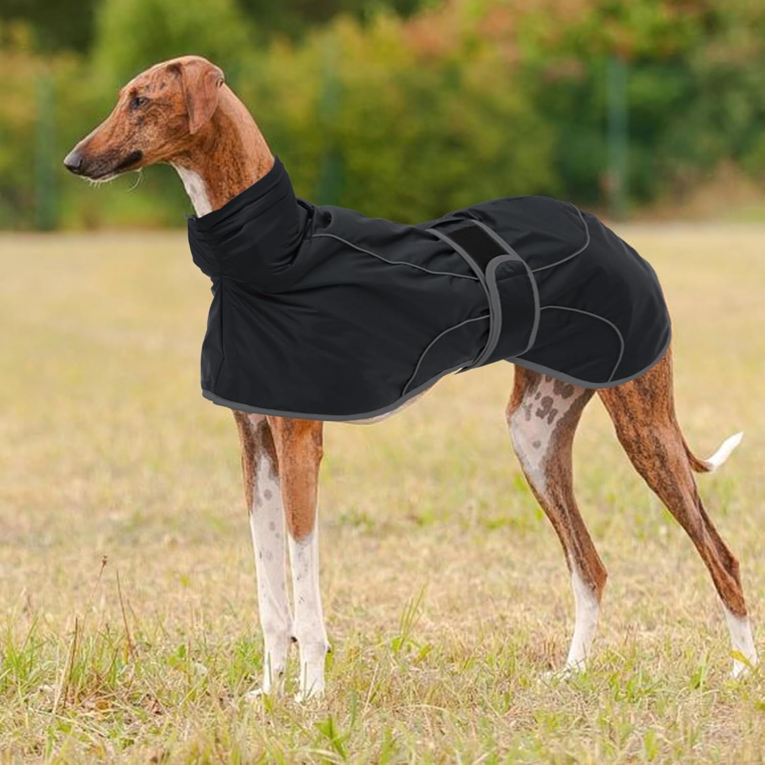 Thumbnail 6 de Morezi Greyhound Winter Coat (Whippet Coat) with Padded Fleece Lining – Water Resistant, Reflective & Adjustable Bands, Black, Large
