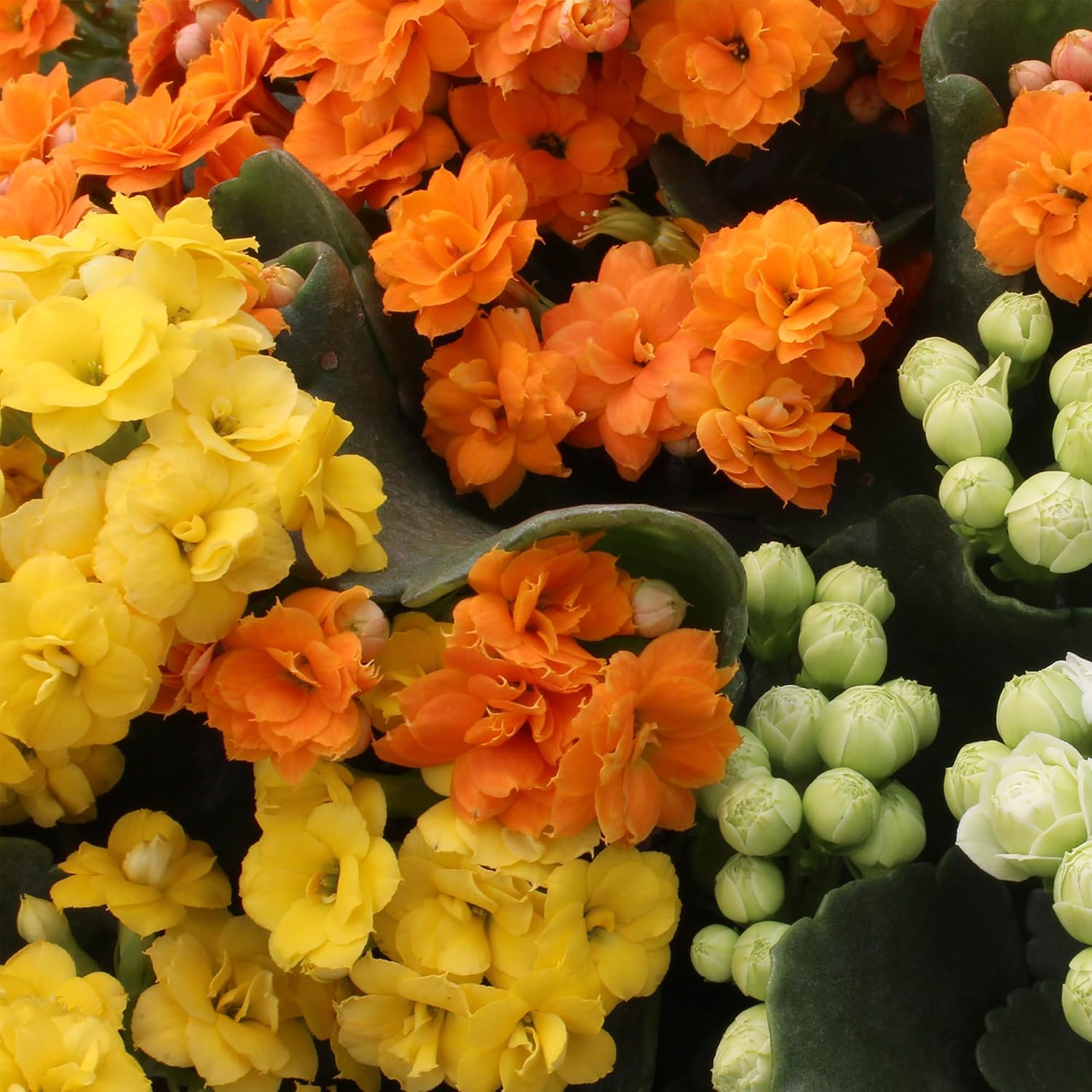 Detalle de Kalanchoe Flowering Succulent Plants, 3-Pack