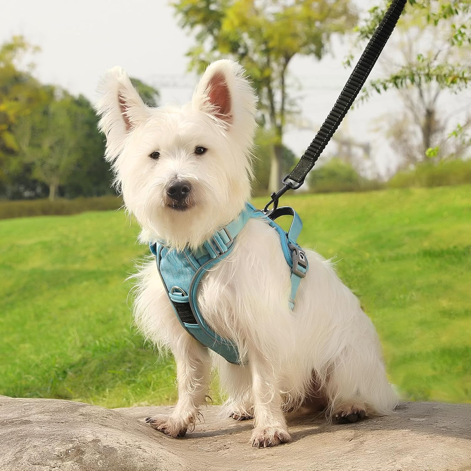 Thumbnail 6 de Belababy Medium Dog Harness (Anti Pull) with Soft Padded Handle, Reflective Straps – Light Blue, Size M