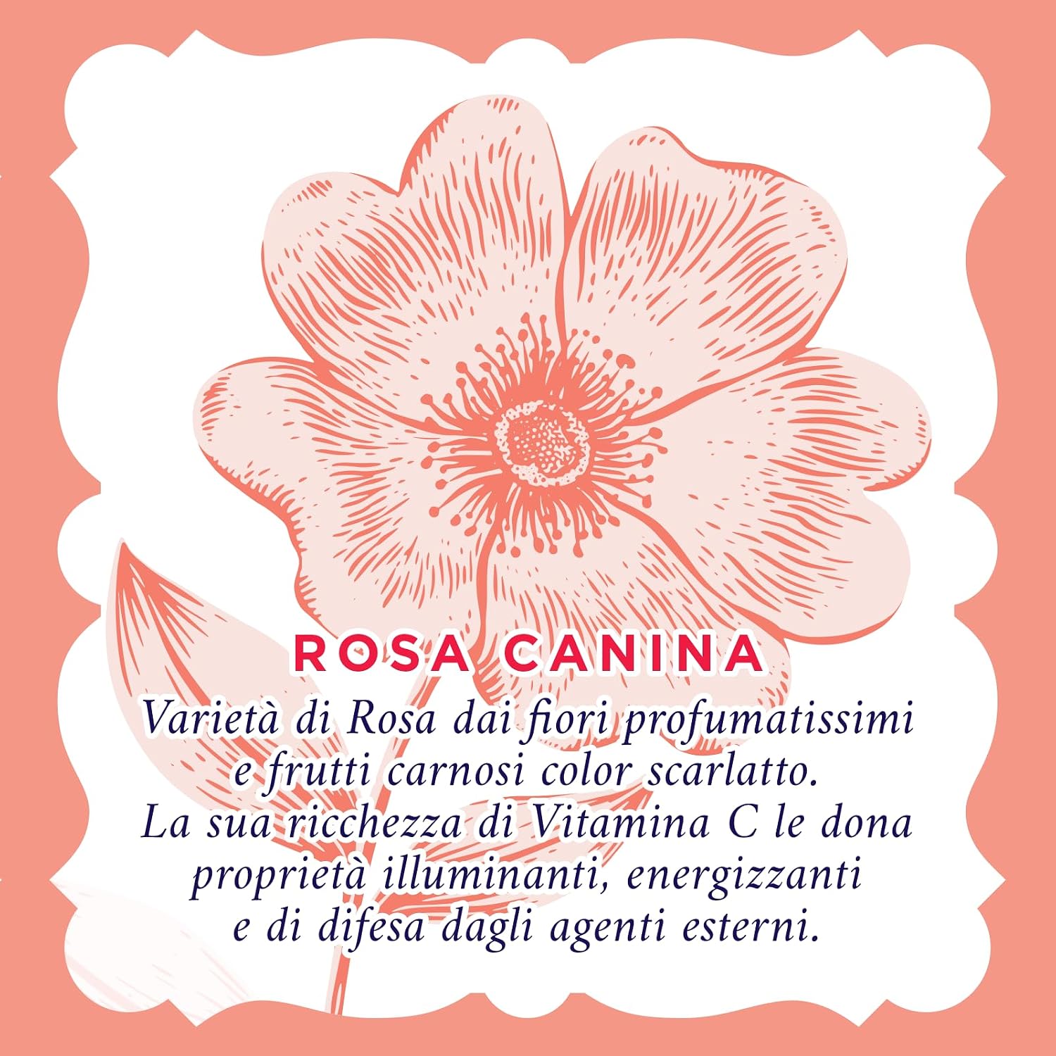 Detalle 2 de Acqua alle Rose Set Illuminante con Vitamina C 200 ml