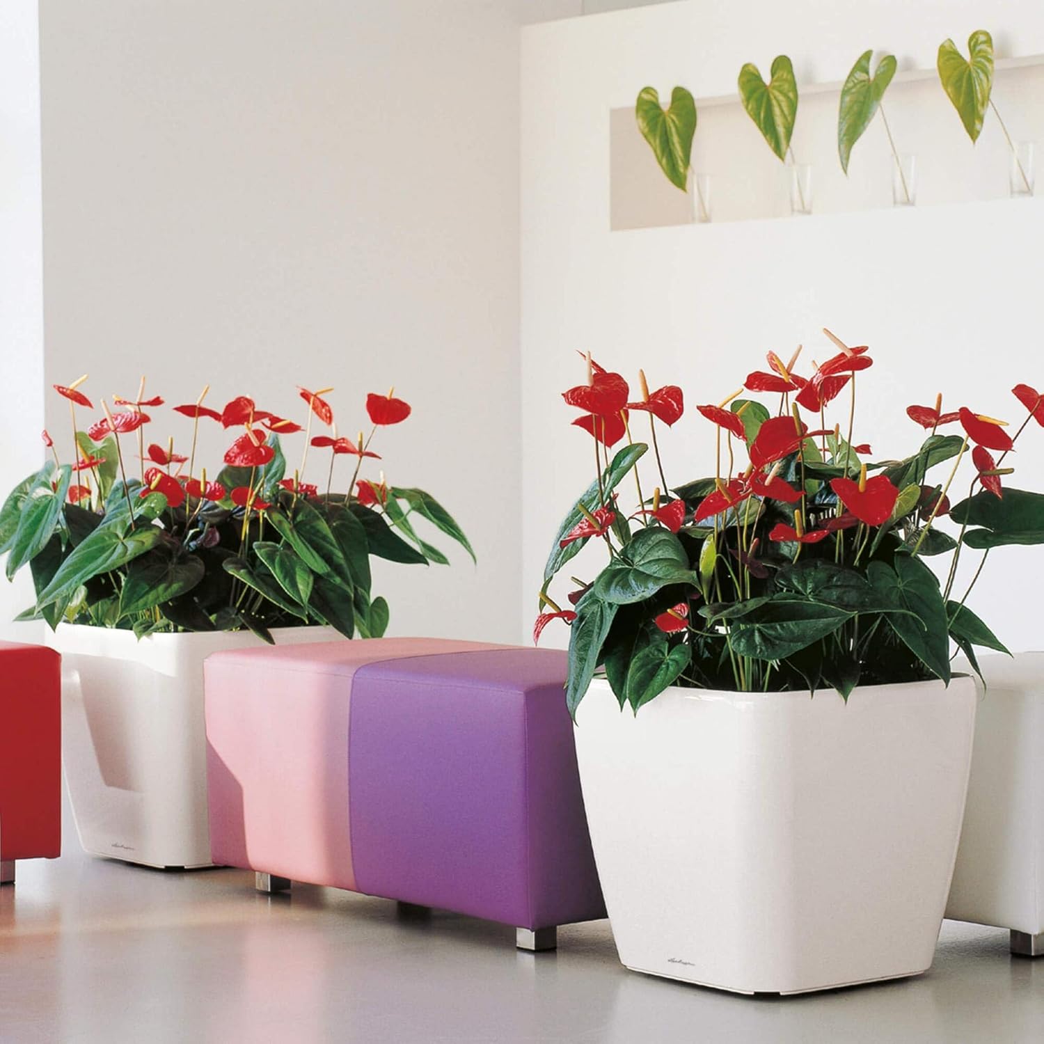 Detalle de Lechuza Pot de Fleurs d'Interieur Premium Quadro Ls – Réserve d'Eau Intégrée, Blanc, 50 x 50 x 47 cm