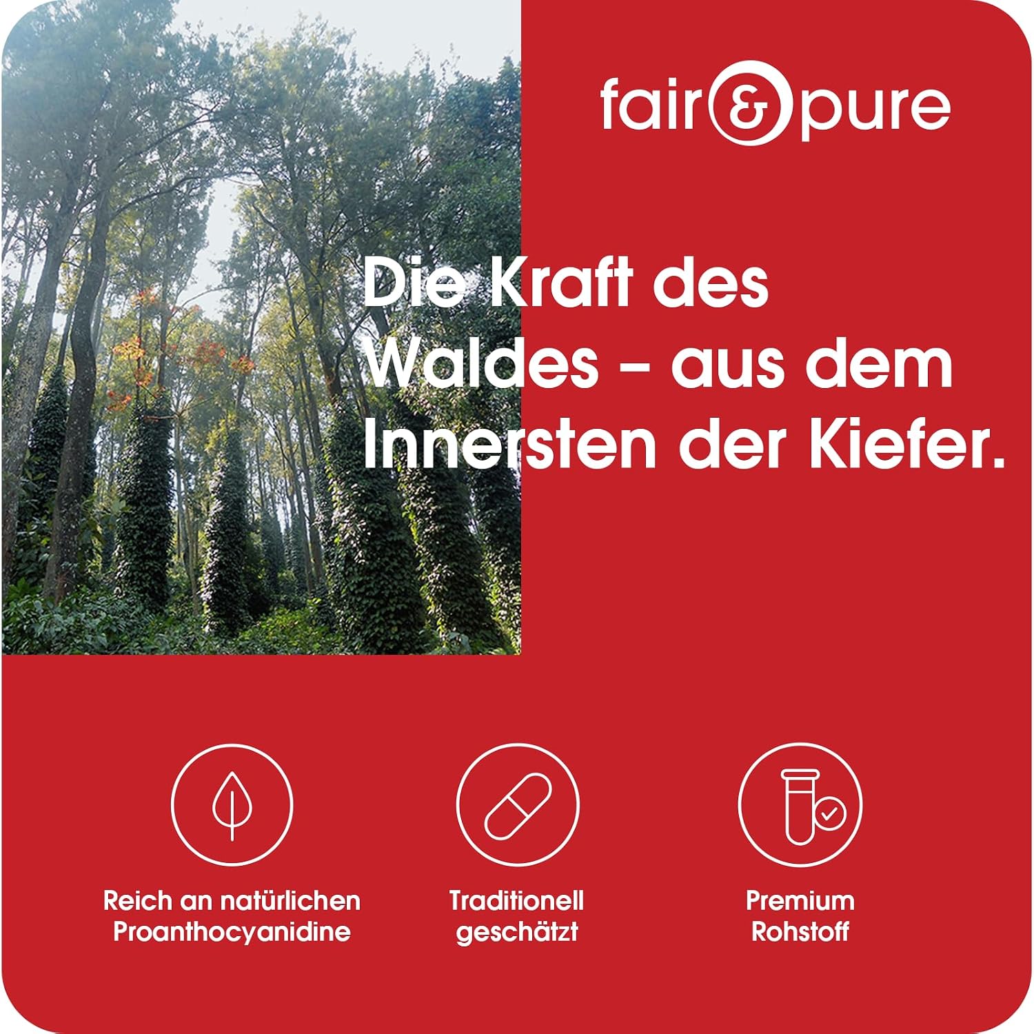 Detalle 2 de Fair & Pure Kiefernrinden Extrakt 200 mg, 120 Kapseln – veganes Nahrungsergänzungsmittel mit 95% Proanthocyanidine, in Deutschland hergestellt