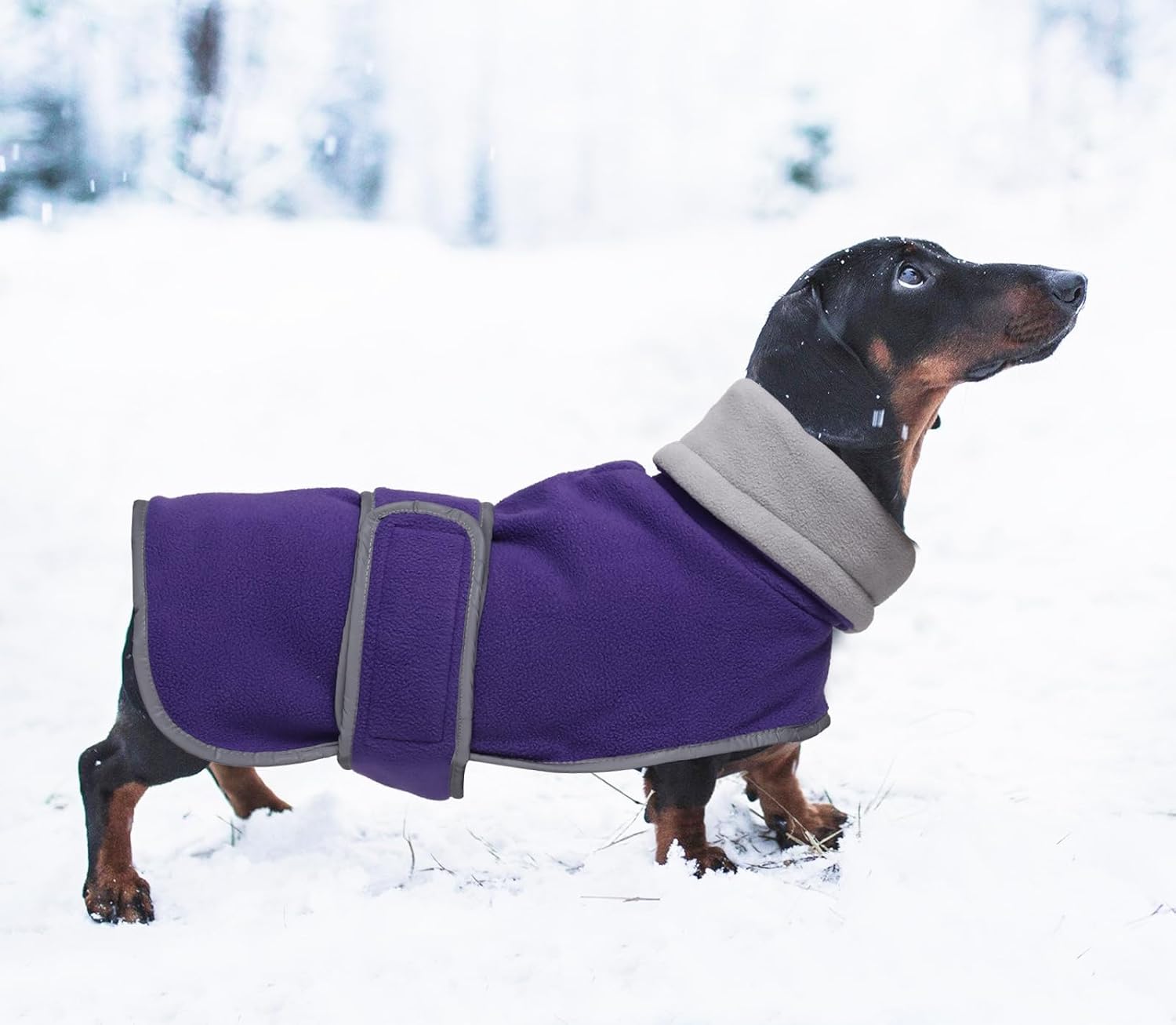 Thumbnail 6 de Morezi Dachshund Fleece Winter Coat (Purple) for Sausage Dogs with Hook-and-Loop & Safety Stripe