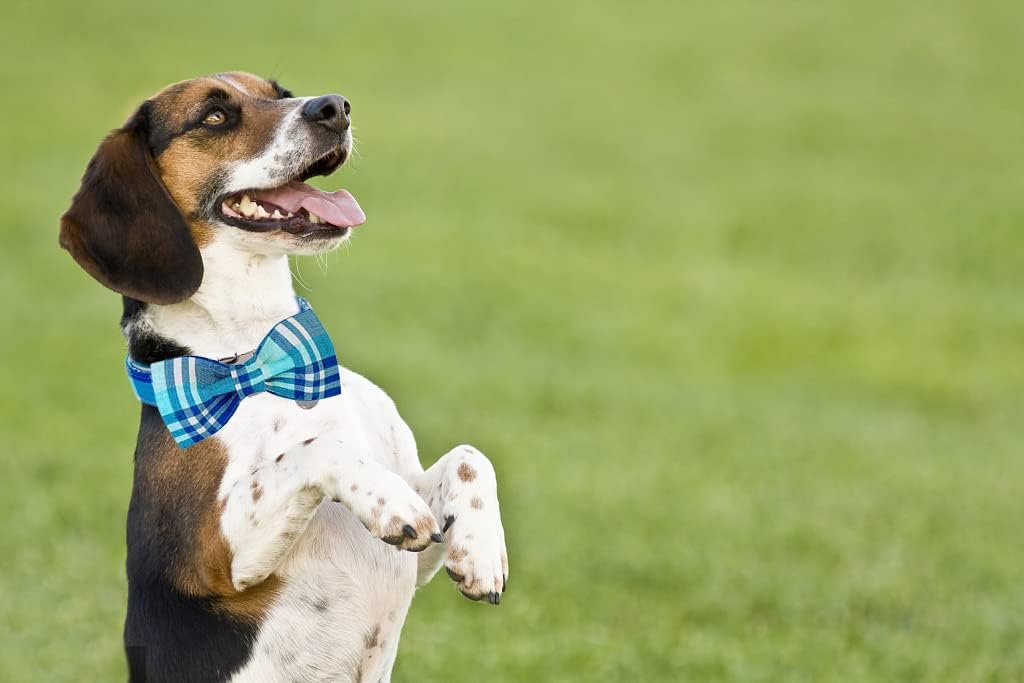 Detalle 2 de DOGWONG Cotton Dog Collar