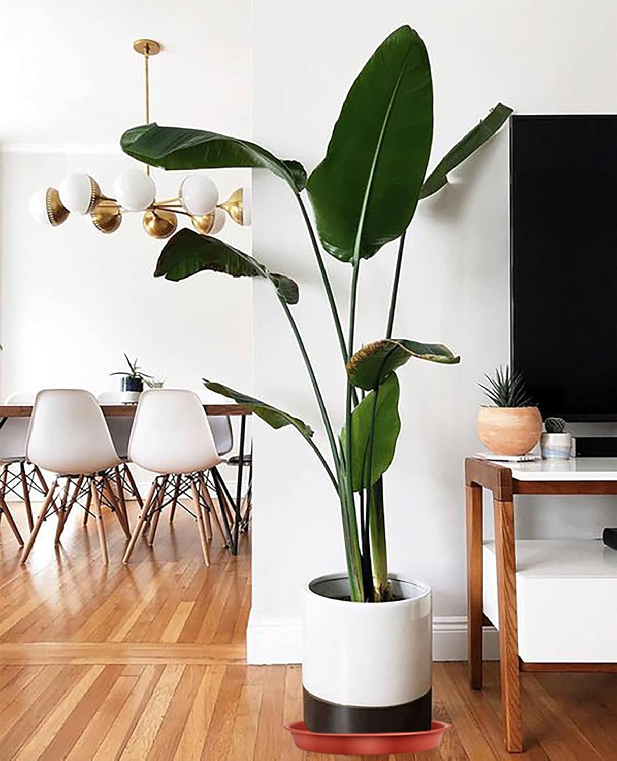 Thumbnail 6 de Muzhira 6 Pack Plant Saucers (26cm red) – thick PP drip trays for indoor and outdoor pots