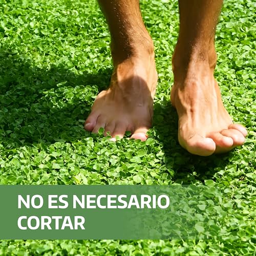Detalle de LERAVA Dichondra repens semillas (200 g) para 20 m² – césped resistente y adaptable