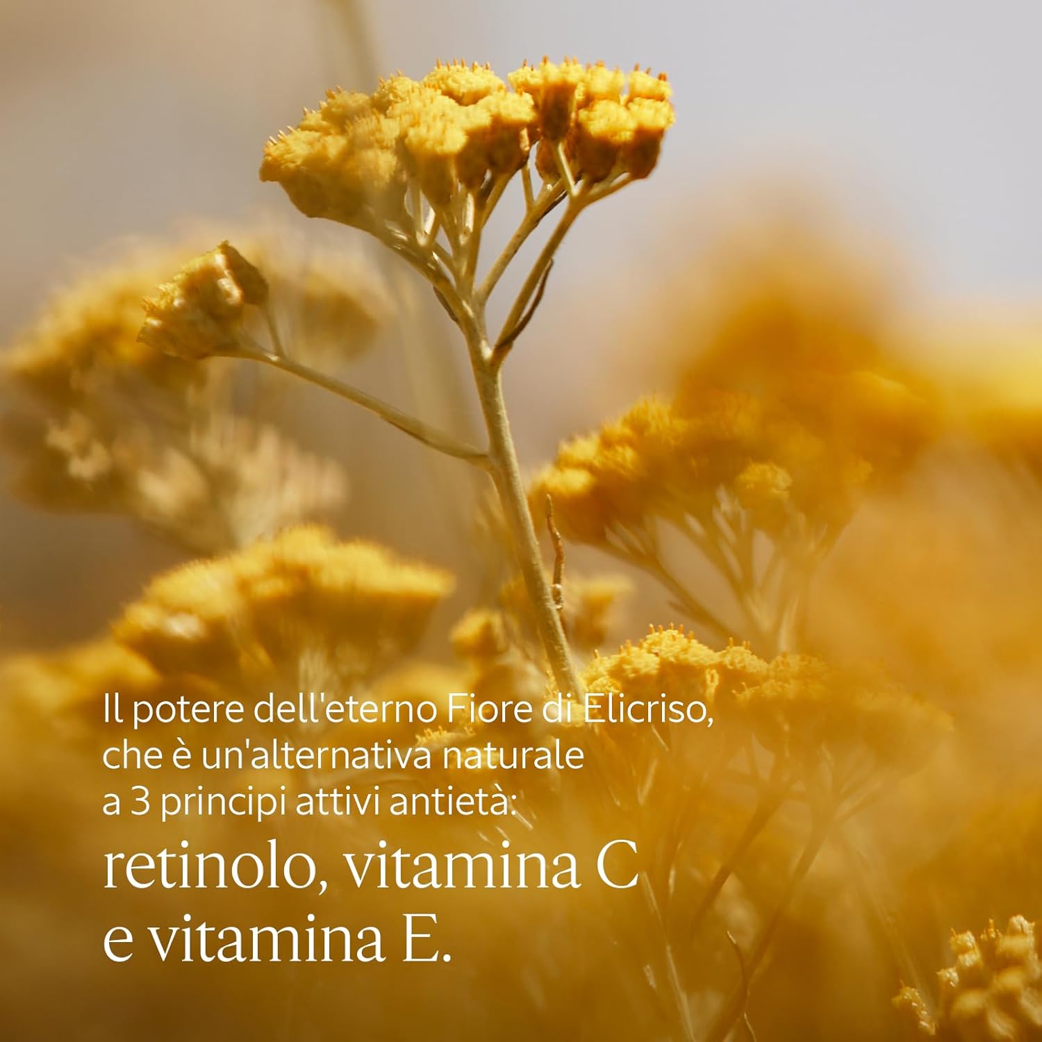 Detalle 2 de L OCCITANE Mousse Detergente Immortelle Précieuse 150 ml