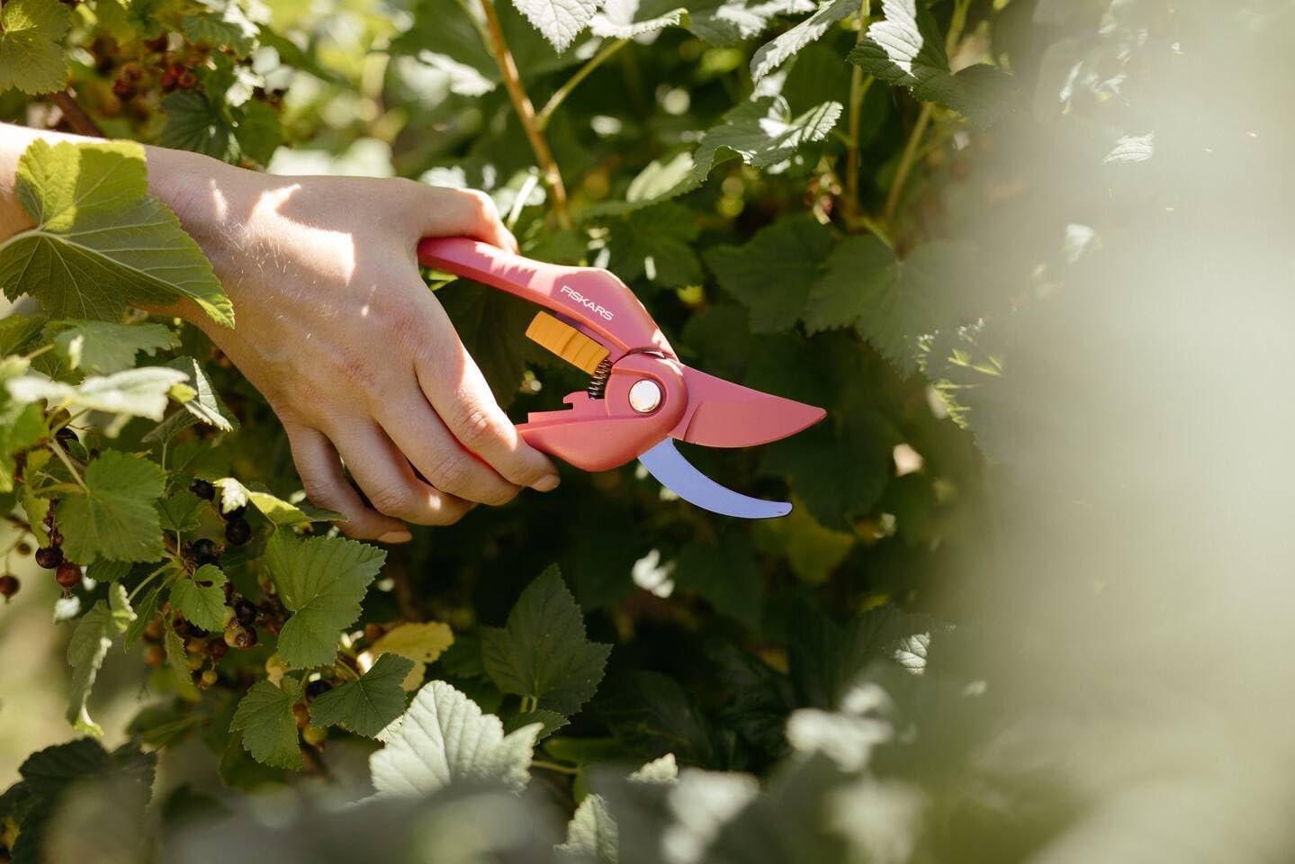 Detalle de Fiskars Bypass-Gartenschere 20 cm – Antihaft, Karbonstahl, pink/orange (Modell P26, 1003657)