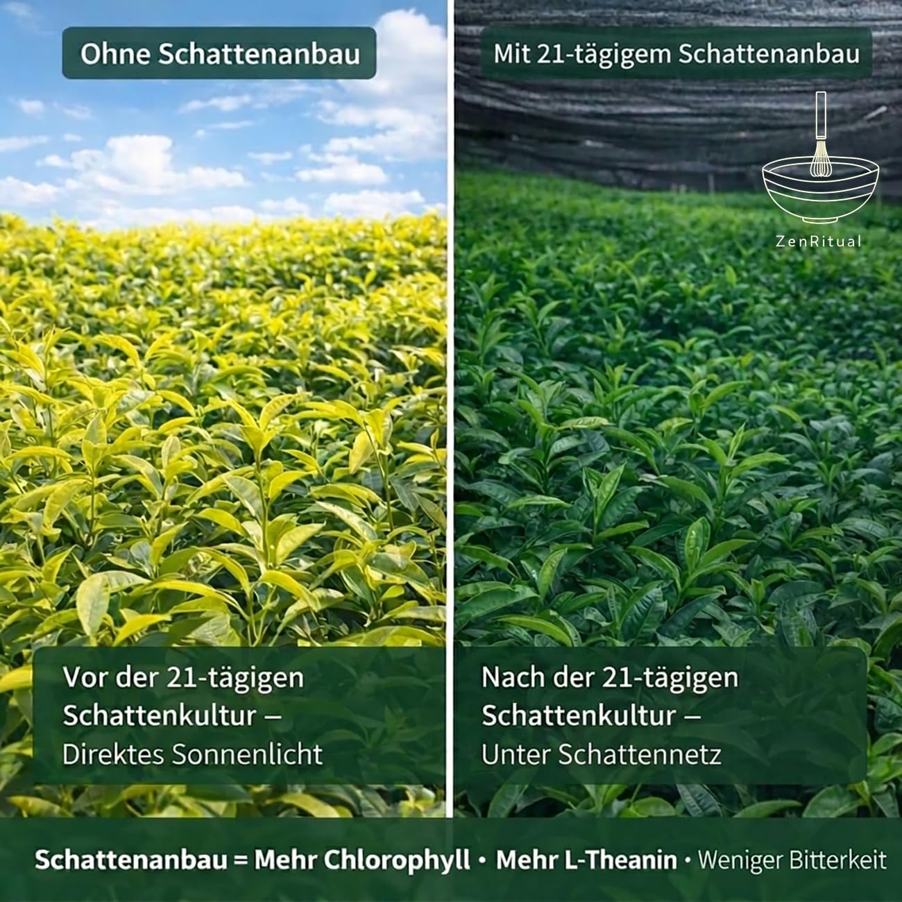 Detalle de ZenRitual Matcha Pulver Zeremonienqualität – 20 Einzeln Portionssticks à 1,5 g, laborgeprüft, zuckerfrei, unterwegs genießen
