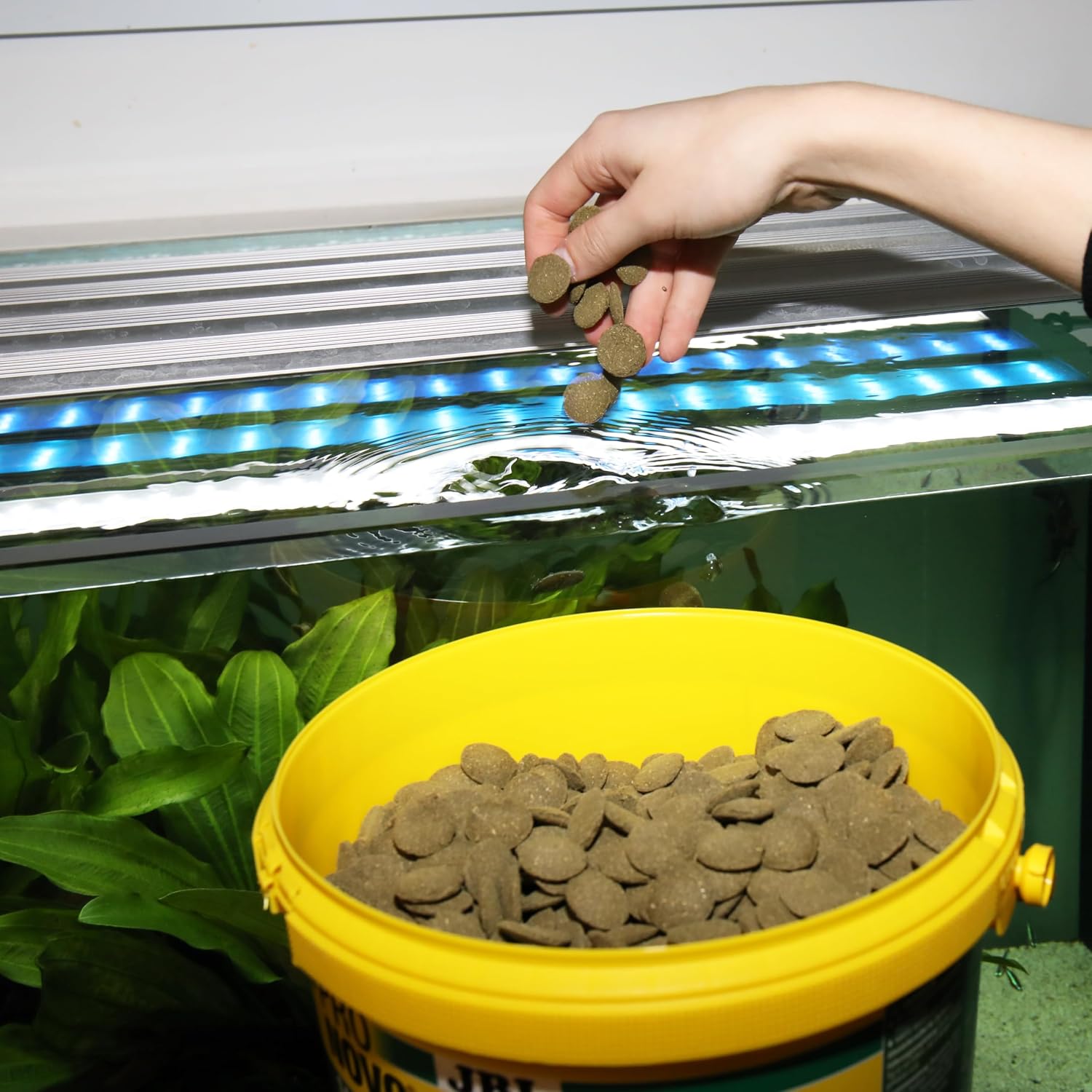 Detalle 2 de JBL Pronovo Pleco Wafer XL 5,5 l bodemvisvoer met spirulina en zalm