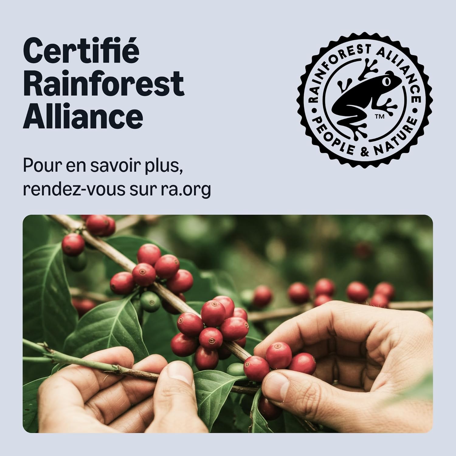 Detalle de By Amazon Capsules Café Ristretto en aluminium – 100 capsules compatibles Nespresso (5 x 20) et certifié Rainforest Alliance