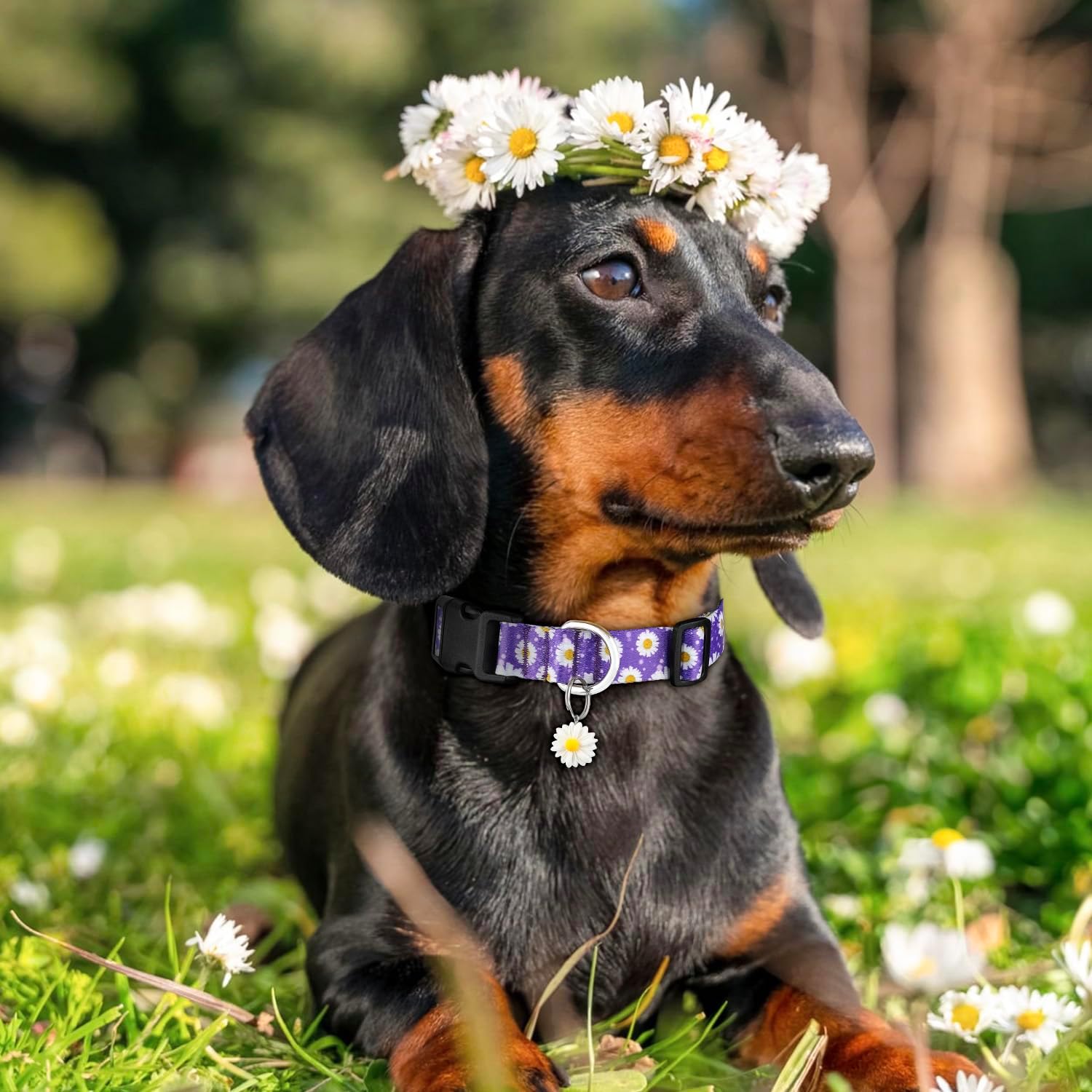 Detalle 2 de Ayaseen Floral Dog Collar Small Purple Daisy