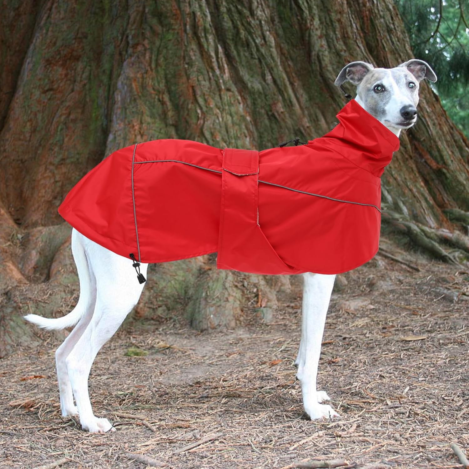 Thumbnail 6 de Greyhound Lurcher Raincoat (Whippet rain gear) in Red, reflective trim, adjustable bands – Xlarge