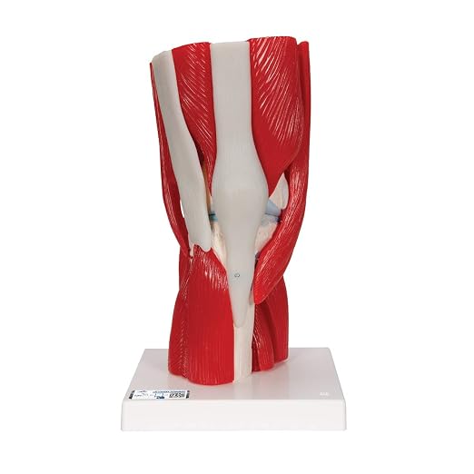 Detalle de Modelo Anatómico Rodilla Humano 3B Scientific A882 🦵 con Músculos Desmontables