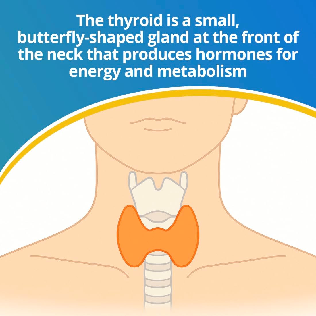 Thumbnail 1 de ADESTE Thyroid Testing Kit | Home TSH Test in 10 Minutes, CE Certified