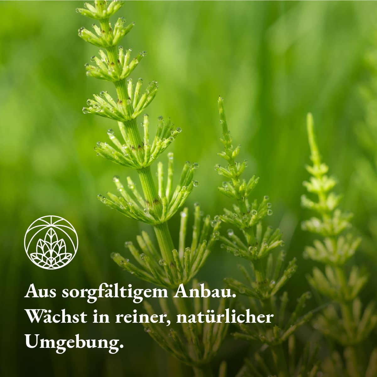 Detalle de Ackerschachtelhalm Monte Nativo 300g 🍵