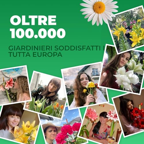 Thumbnail 7 de DUTCH BULBS EXCLUSIVE PLANTS FROM HOLLAND bulbi di tulipano, confezione da 50