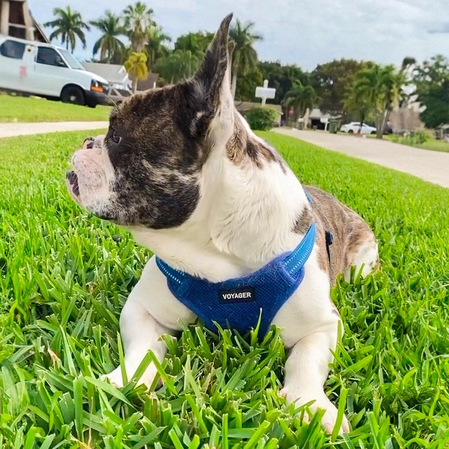 Thumbnail 6 de Best Pet Supplies Dog Harness, Size S