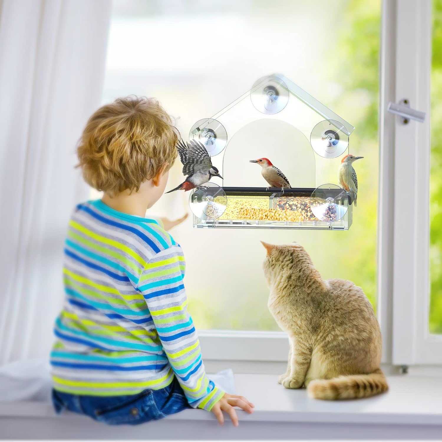 Detalle 2 de Clear Window Bird Feeder 5 Suction Cups