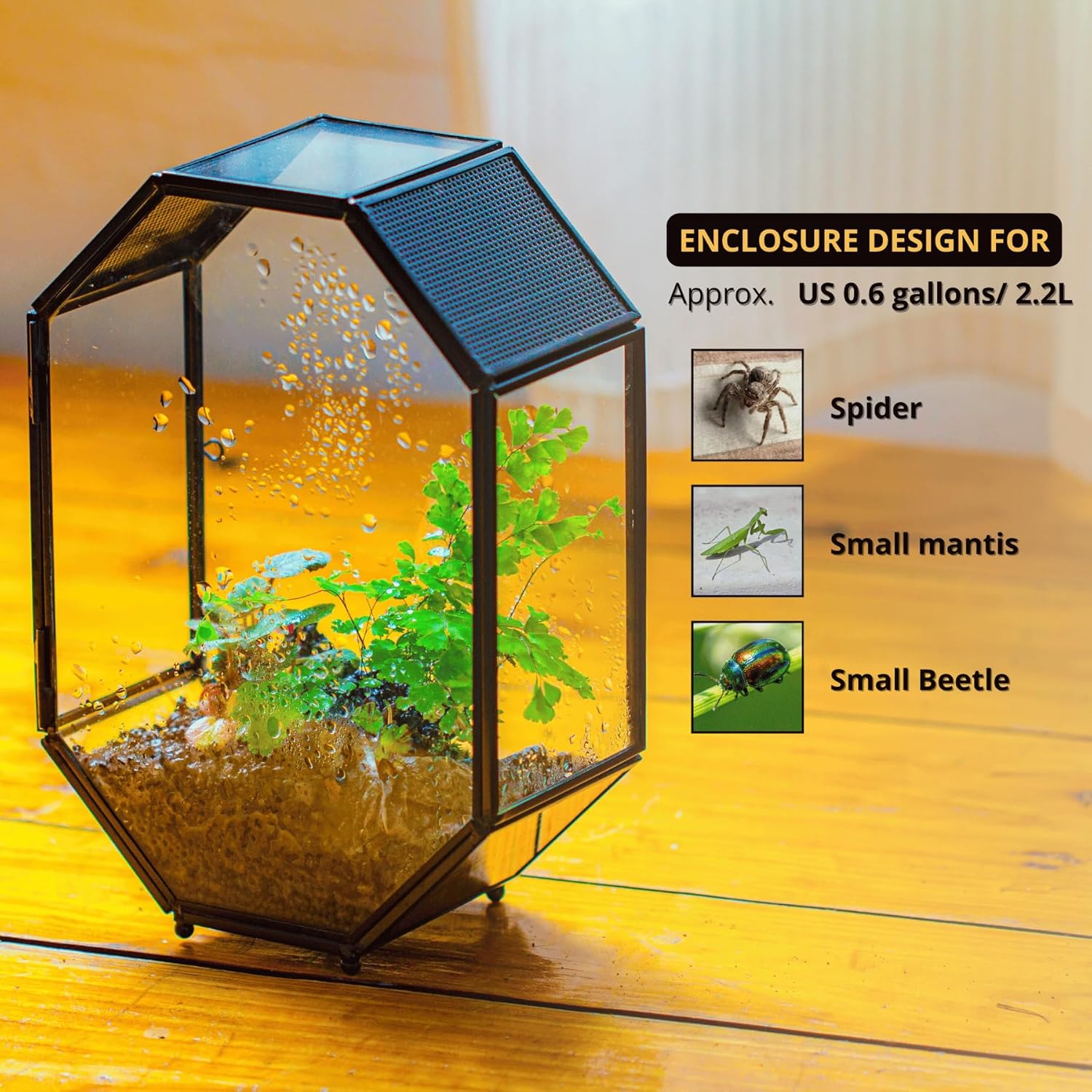 Thumbnail 1 de NCYP Glass Terrarium for Jumping Spiders