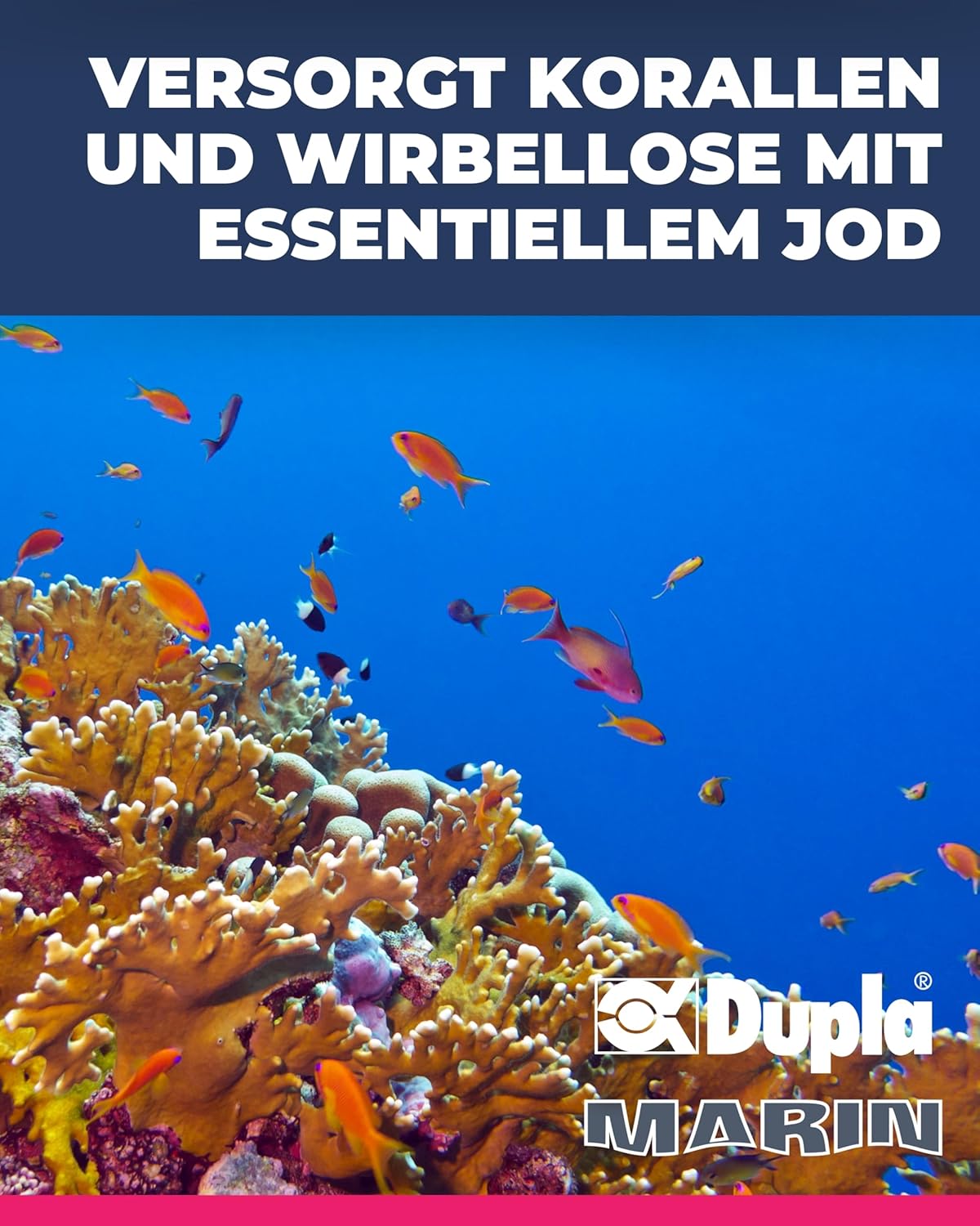 Thumbnail 2 de Dupla Marin Jod 24, 50 ml – essentielles Spurenelement für Meerwasseraquarien