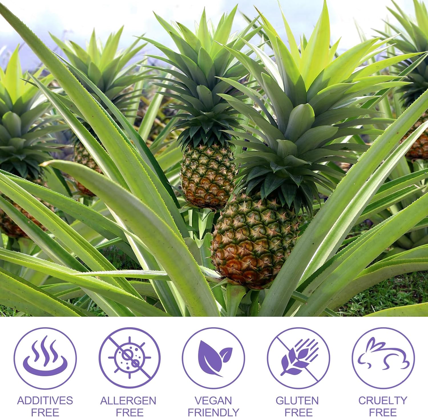 Detalle de Gummies Équilibre Féminin Saveur Ananas — douceur et facilité d’utilisation