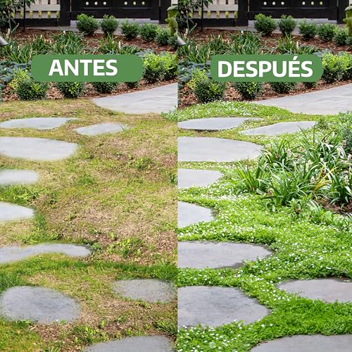 Detalle de LERAVA Dichondra repens semillas (200 g) para 20 m² – césped resistente y adaptable