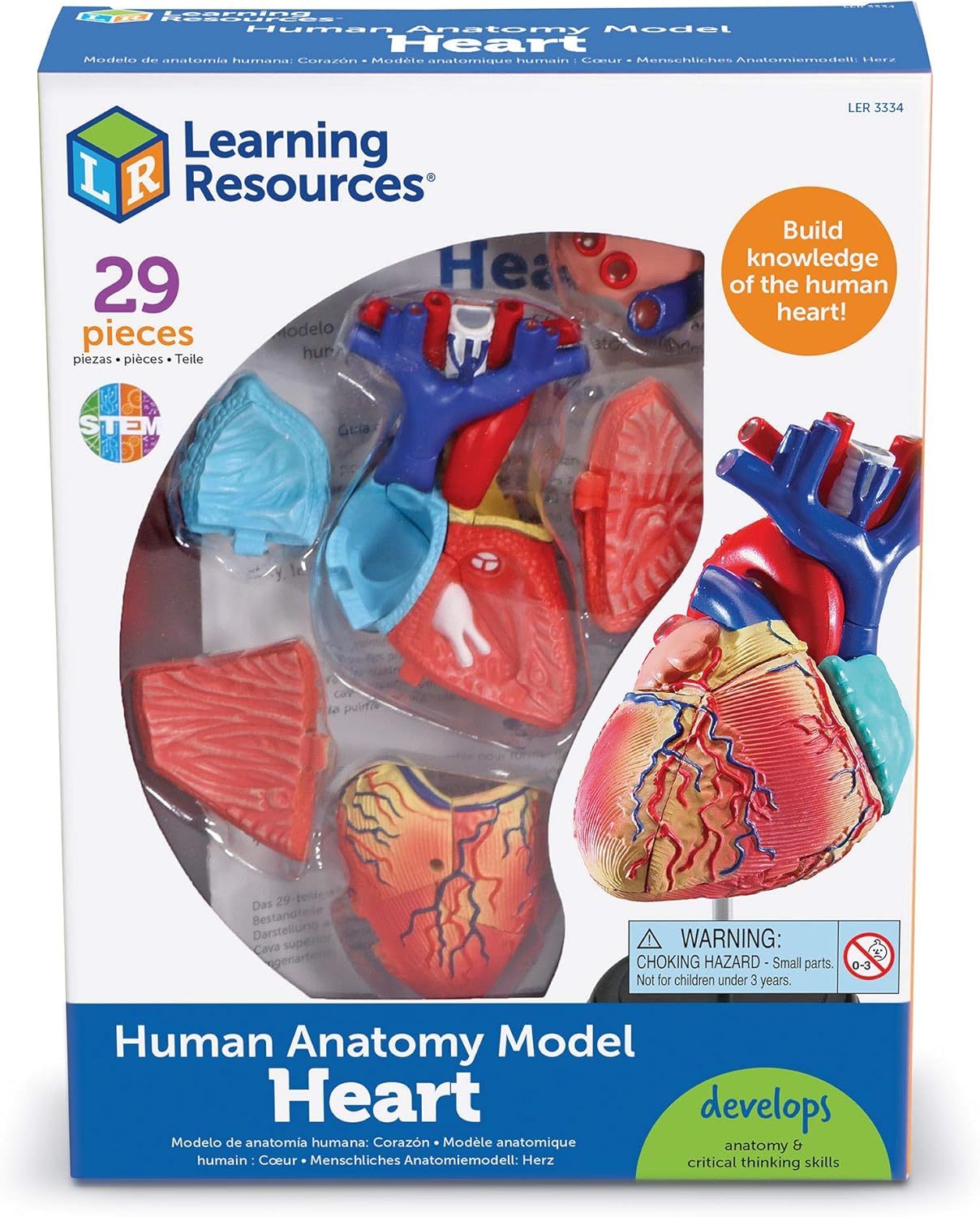 Thumbnail 2 de Learning Resources Modèle Anatomique du cœur Humain