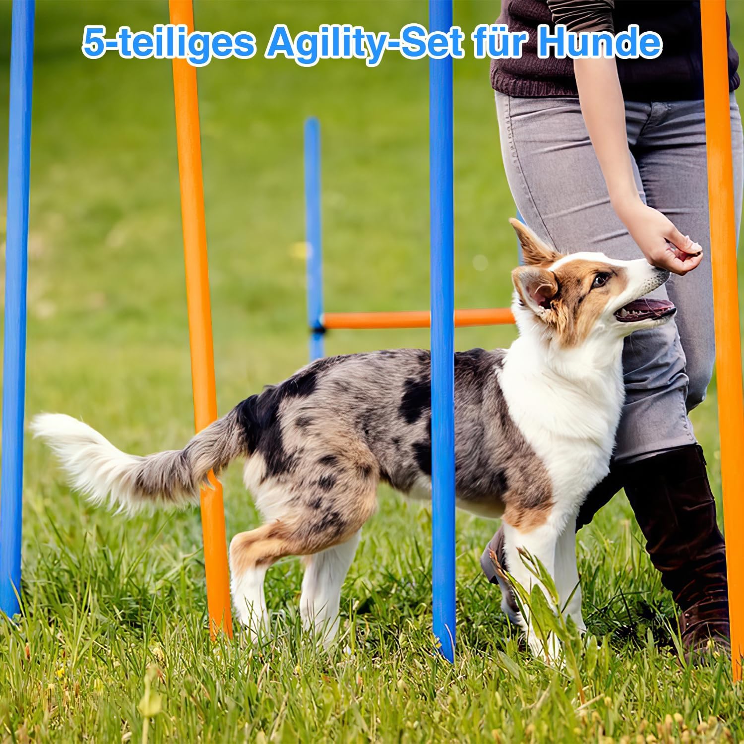 Detalle de Hebitod Agility Set Hunde – 5-teiliges Set für flexibles Hundetraining (Slalom, Hürde, Sprungring, Tunnel)