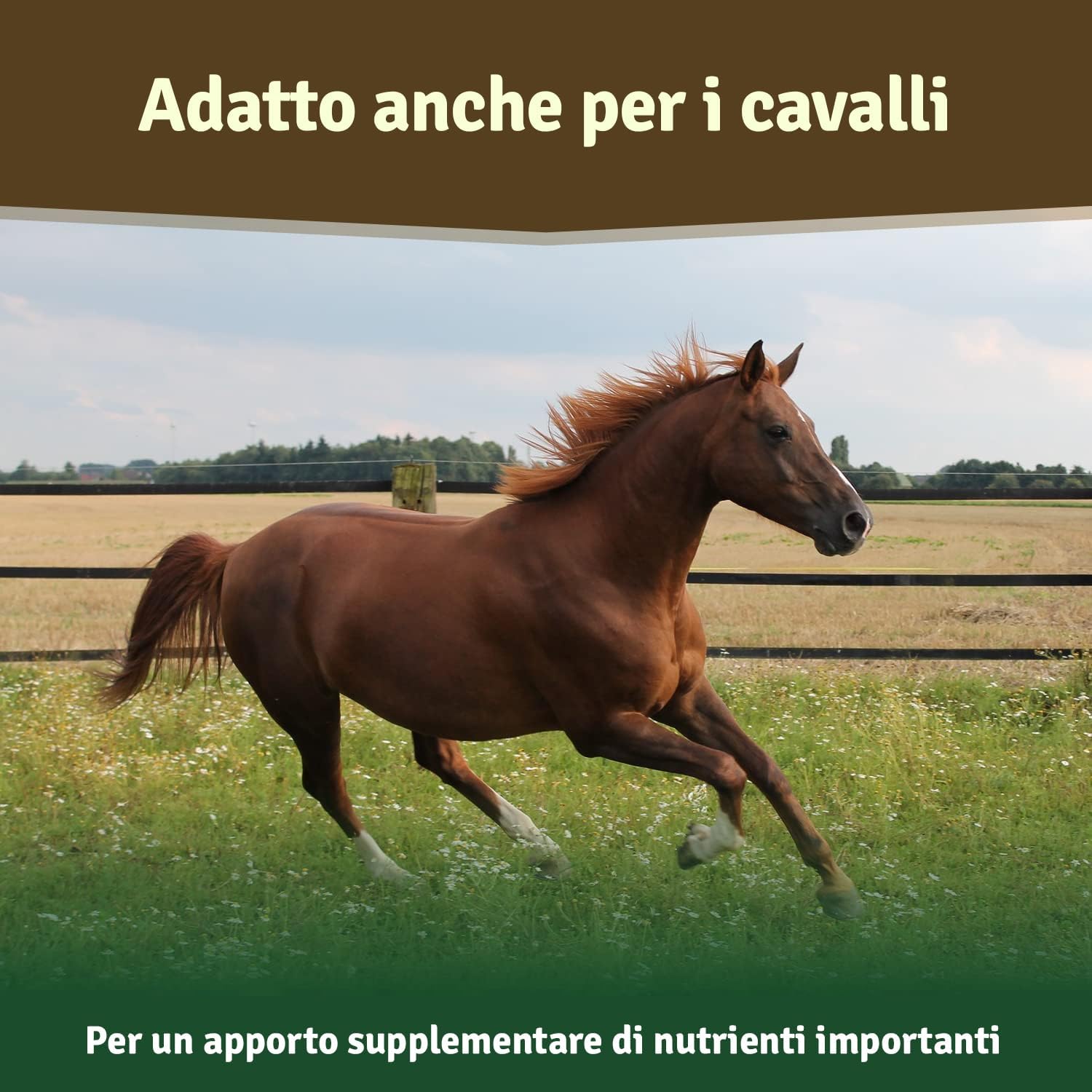 Thumbnail 5 de Veddelholzer Polvere naturale di estratto di conchiglia verde per cani, 500 g