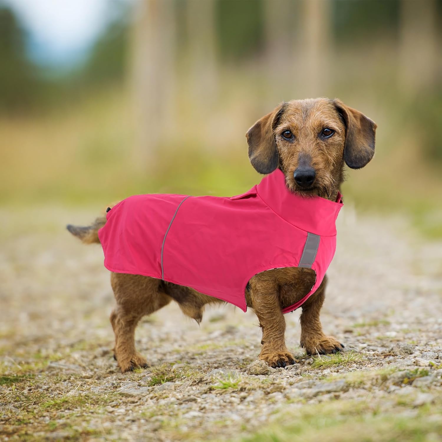 Thumbnail 5 de Morezi Dachshund coat waterproof dog raincoat with reflective stripe and belly protection (Pink) – size XS